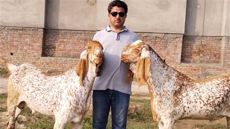 Makhi Chena Bakra Top Quality Khasi Bakre Qurbani Bakra Eid Aziz