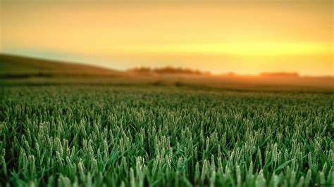 Crops in the field HD wallpaper download