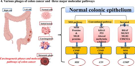 The Conventional Chromosomal Instability Cin Pathway Occurs Due To