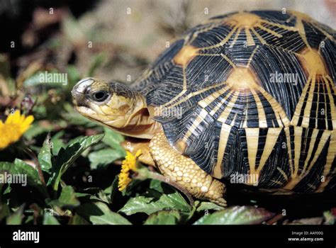 Radiated Tortoise Geochelone radiata highly endangered species ...