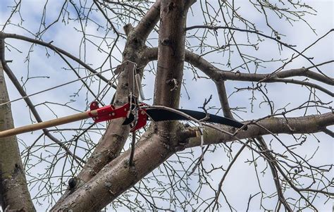 A Guide To The Different Types Of Tree Trimming Which One Is Right For