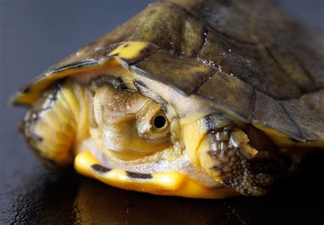Baby Box Turtles Hatching