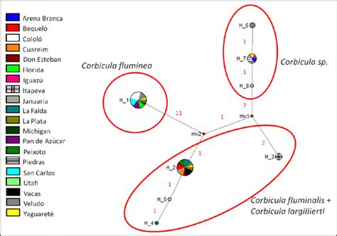 Red De Haplotipos De Corbicula Los Puntos Rojos Representan