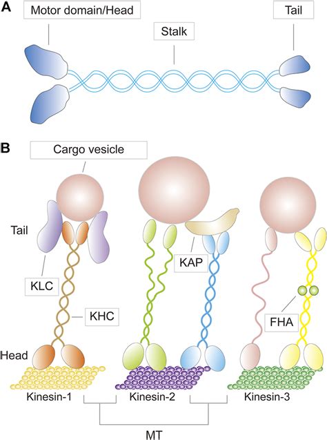 | (A) A schematic diagram depicting the basic structure of a kinesin ...