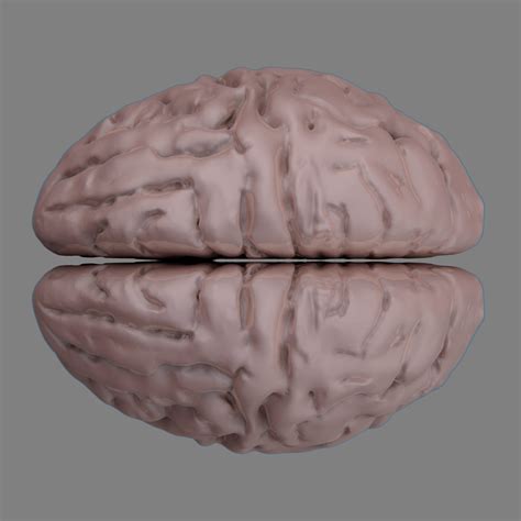 3D brain parts model - TurboSquid 1157872