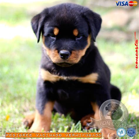 Filhote De Rottweiler Venda Ligue