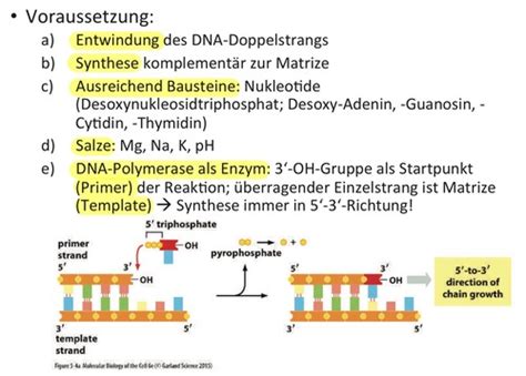 Molekular Biologie 03 DNA Replikation Karteikarten Quizlet