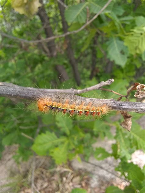 Hairy Lil Buggar South Korea R Whatsthisbug