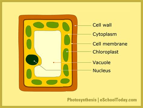 Structure Of A Mesophyll Cell The Mesophyll Call Diagram I… Flickr