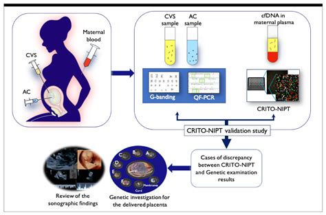 Diagnostics Free Full Text Clinical Validation Of Fetal Cfdna