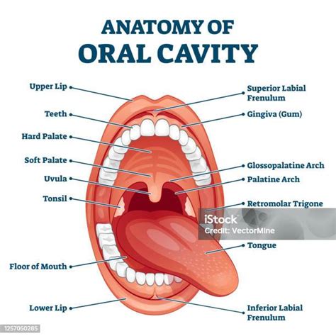 Oral Cavity Anatomy With Educational Labeled Structure Vector Illustration Stock Illustration