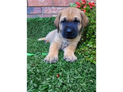 8 Mastador puppies for sale in Madison - Puppies for Sale Near Me