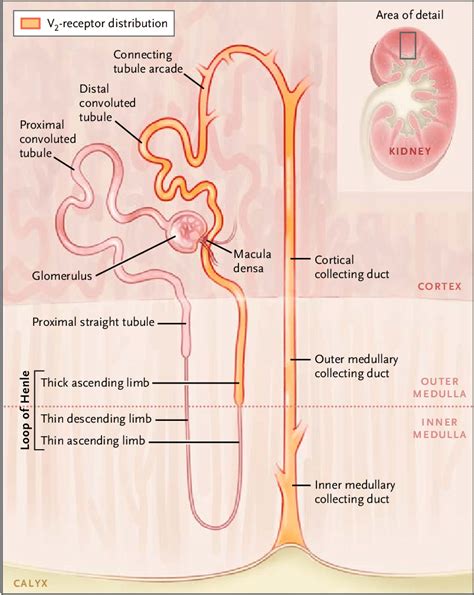 Collecting Duct Nephron