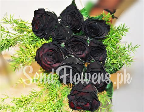 Black Rose Flower Plant | Best Flower Site