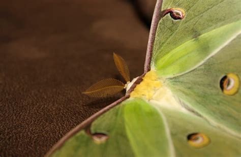 Luna Moth - Description, Habitat, Image, Diet, and Interesting Facts