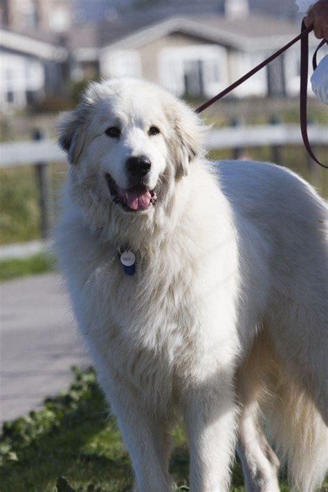 Top 16 Big Dog Breeds Great Pyrenees Dog Giant Dog Breeds Big Dog