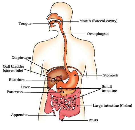 A Well Labeled Diagram Of Human Digestive System The Digesti