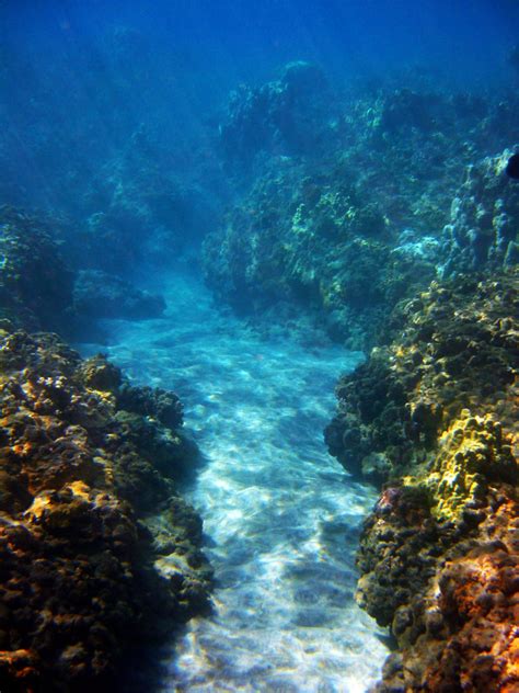 Kayleigh Dean CG Arts Blog: Creating a Coral Reef