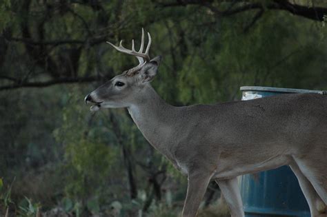 1 12 Year Old Deer Flickr Photo Sharing