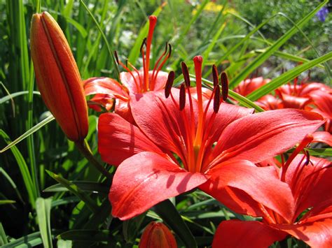 Banco De Imágenes Gratis Hermosas Flores Rojas En Mi Jardín Red Flowers