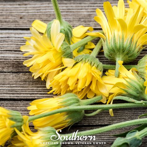 Arnica Mountain Tobacco Arnica Montana 20 Seeds Southern Seed