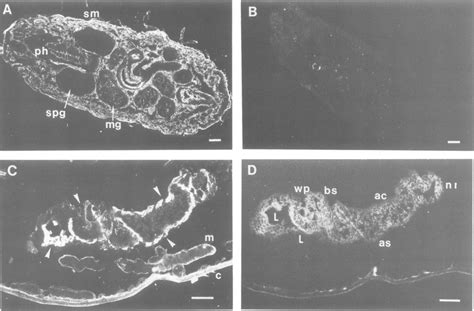 Indirect Immunofluorescence Of Frozen Sections Of Embryos And Mature Download Scientific