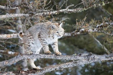 Bobcats in Ohio: A Rare and Endangered Specie