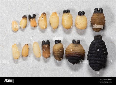 Comparison of a selection of aborted Tsetse fly (Glossina morsitans) larval pregnancies showing ...