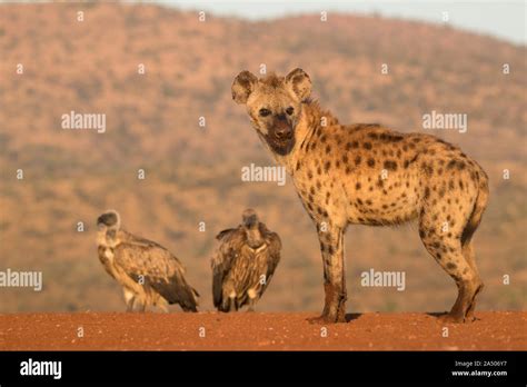 Spotted Hyena Crocuta Crocuta Zimanga Private Game Reserve Kwazulu