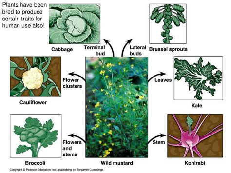 PPT - The Theory of Natural Selection PowerPoint Presentation, free ...