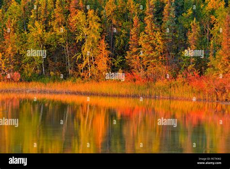 Long Lake Shoreline With Autumn Trees Fred Henne Territorial Park