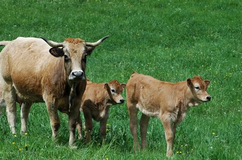 Vache Et Ses Veaux De Race Aubrac