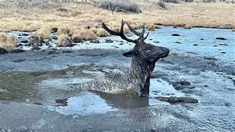 Cpw Rescues Distressed Elk Stuck In Mud In Southwestern Colorado