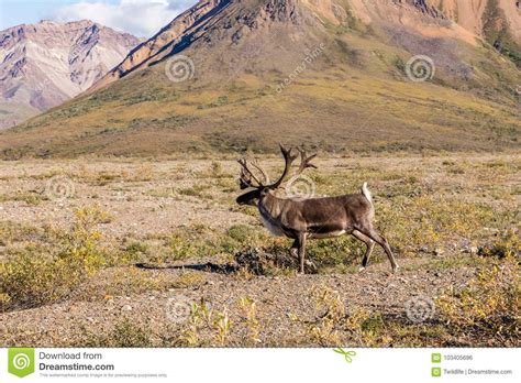 Bull Caribou In Velvet Stock Photo Image Of Barren 103405696
