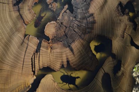 Слэбы из дерева в СПб - Столярная мастерская Дениса Куликова