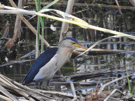 Bird Little Bittern - Free photo on Pixabay