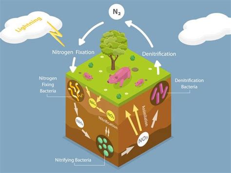 Pengertian Siklus Nitrogen Beserta Fungsi Gambaran Proses Dan Rumus