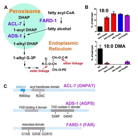 Identification Of Ether Lipid Deficient C Elegans Mutants A Ether