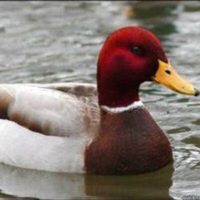 Bad Advice Mallard (@BAdviceMallard) | Twitter