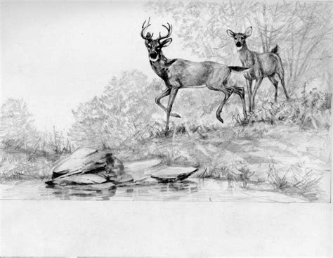 1000+ images about DEER SKETCHES on Pinterest | Deer, Pencil sketch ...