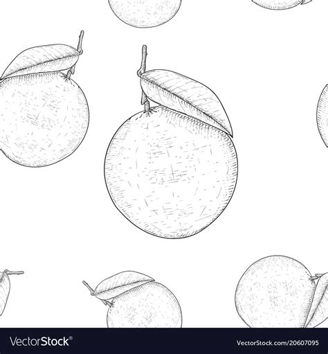 Oranges Hand Drawn Sketch As Seamless Pattern Vector Image