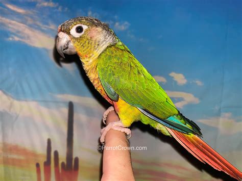 Yellow Sided Green Cheek Conure for sale - ParrotCrown.com