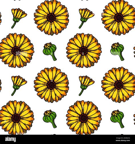 Hand Drawn Calendula Seamless Pattern Vector Illustration In Colored