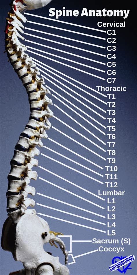 Alex Masucol On Twitter RT OGdukeneurosurg We Take For Granted That