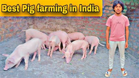 How To Start Pig Farming In India Best Pig Farming In India Youtube