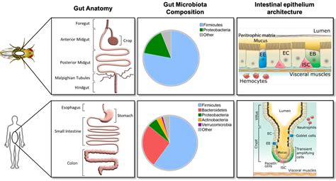 Bacterial Anatomy Anatomical Charts And Posters