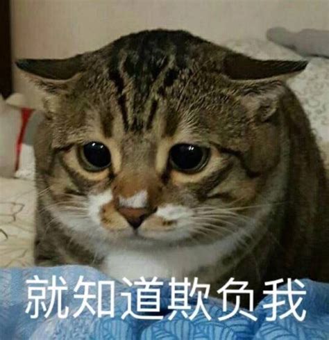 猫咪表情包 堆糖美图壁纸兴趣社区