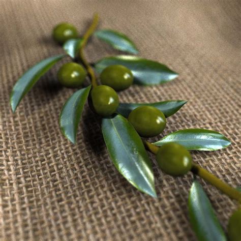 Olive Branch With Green Olives D Model Ds Blend C D Fbx