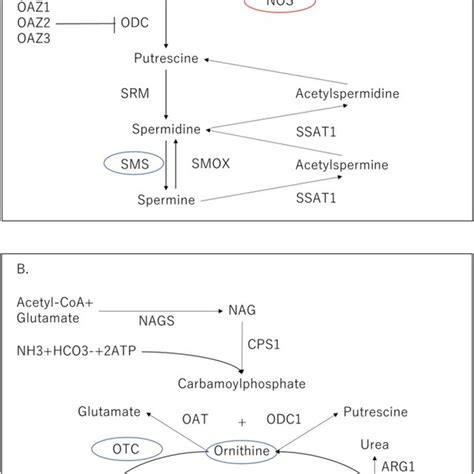 Polyamine Pathway And Urea Cycle A The Polyamine Pathway In