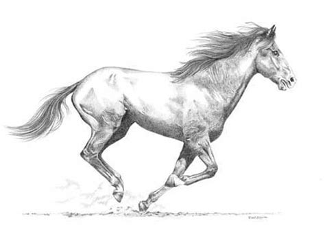 Cheval au galop :) Horse Running Drawing, Horse Pencil Drawing, Pencil ...